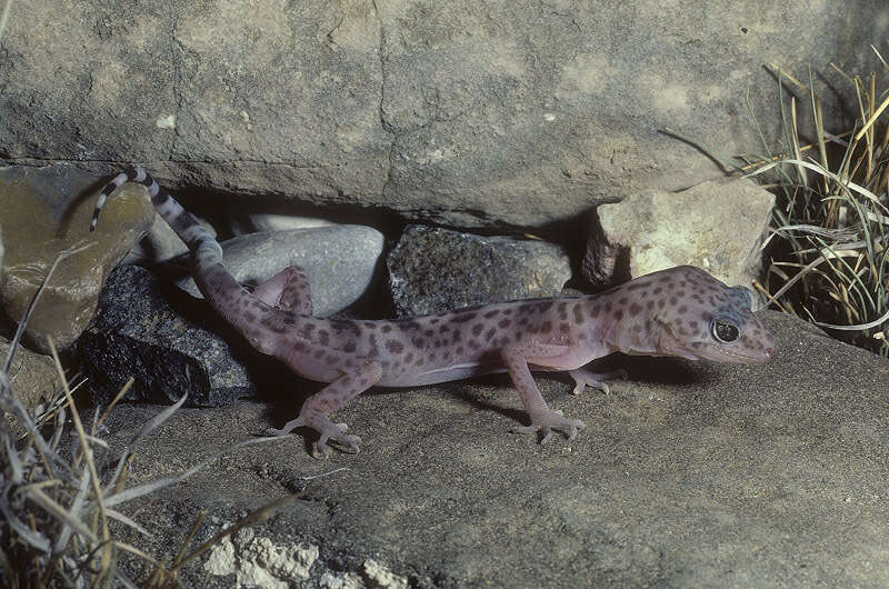 Image of Genetzter Krallengecko