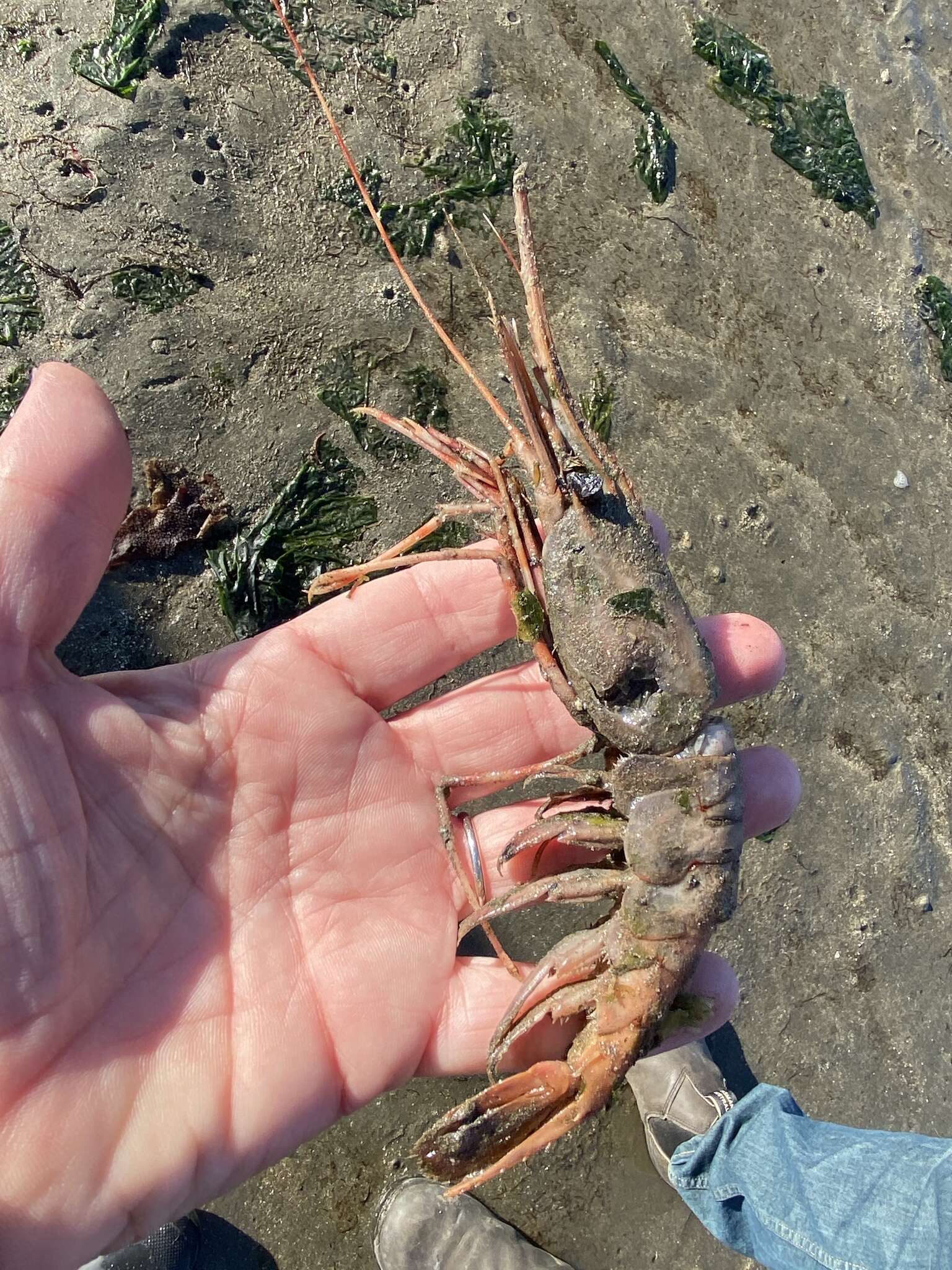 Image of California Spot Prawn