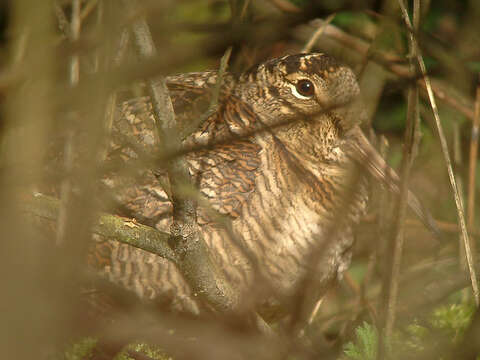 Image of woodcock, eurasian woodcock