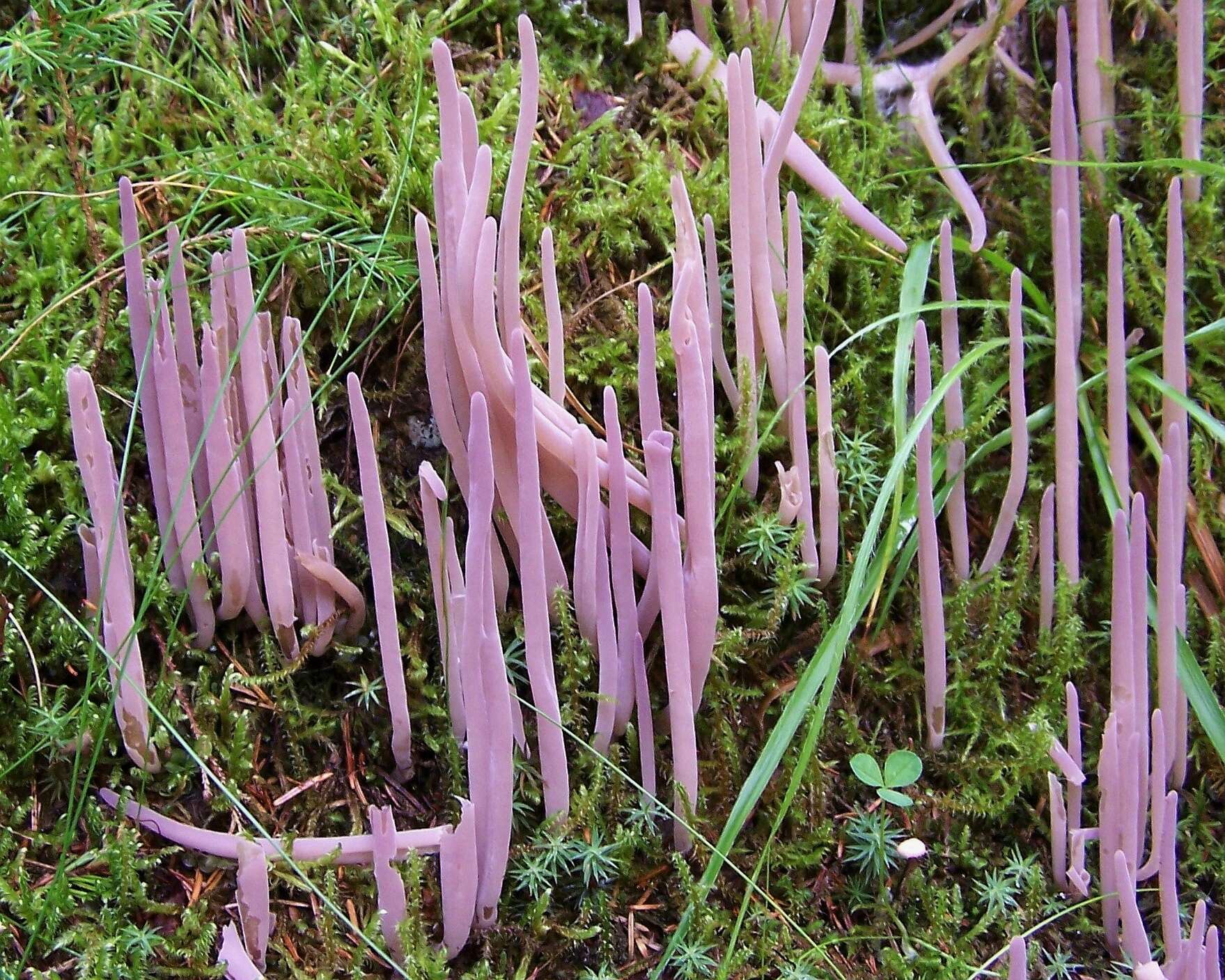 Image de Alloclavaria