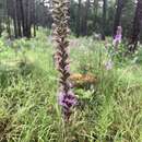 Image of prairie blazing star