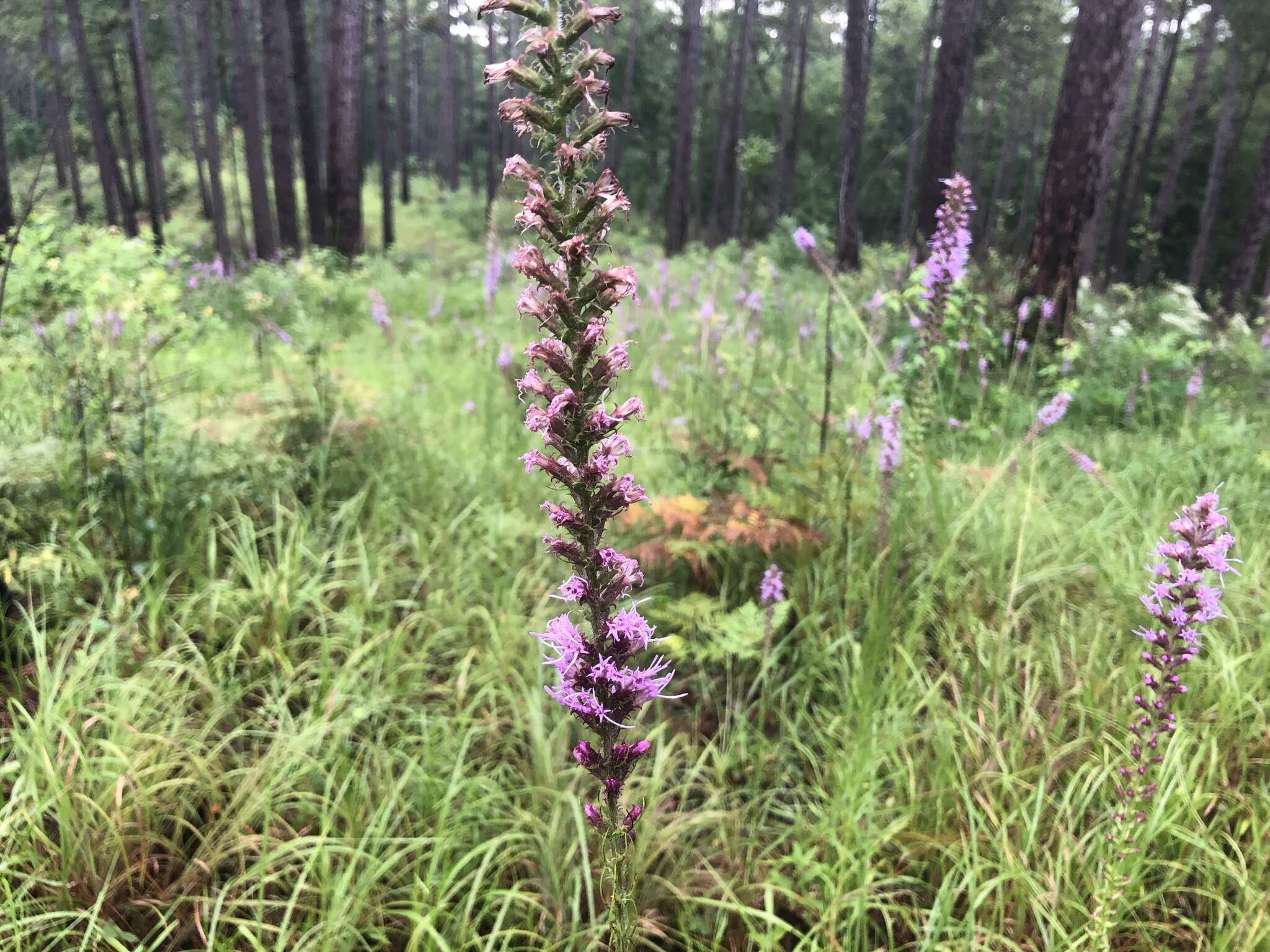 Image of prairie blazing star