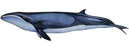 Image of pygmy right whales