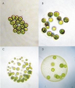Image of Pleodorina