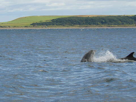 Image of Bottlenose Dolphin