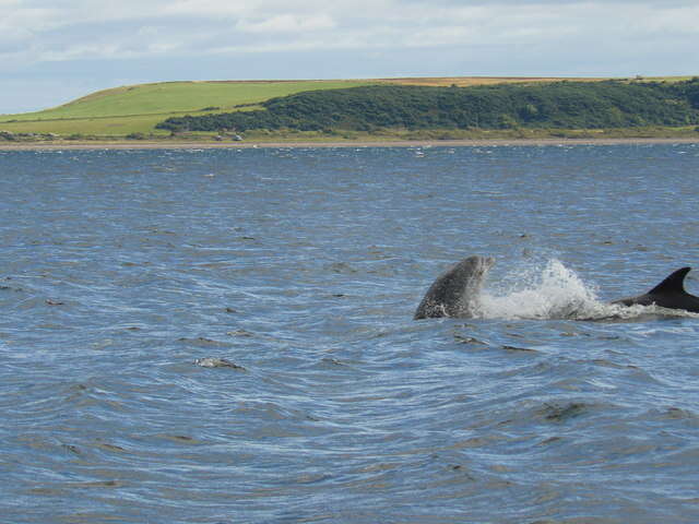 Imagem de Tursiops Gervais 1855