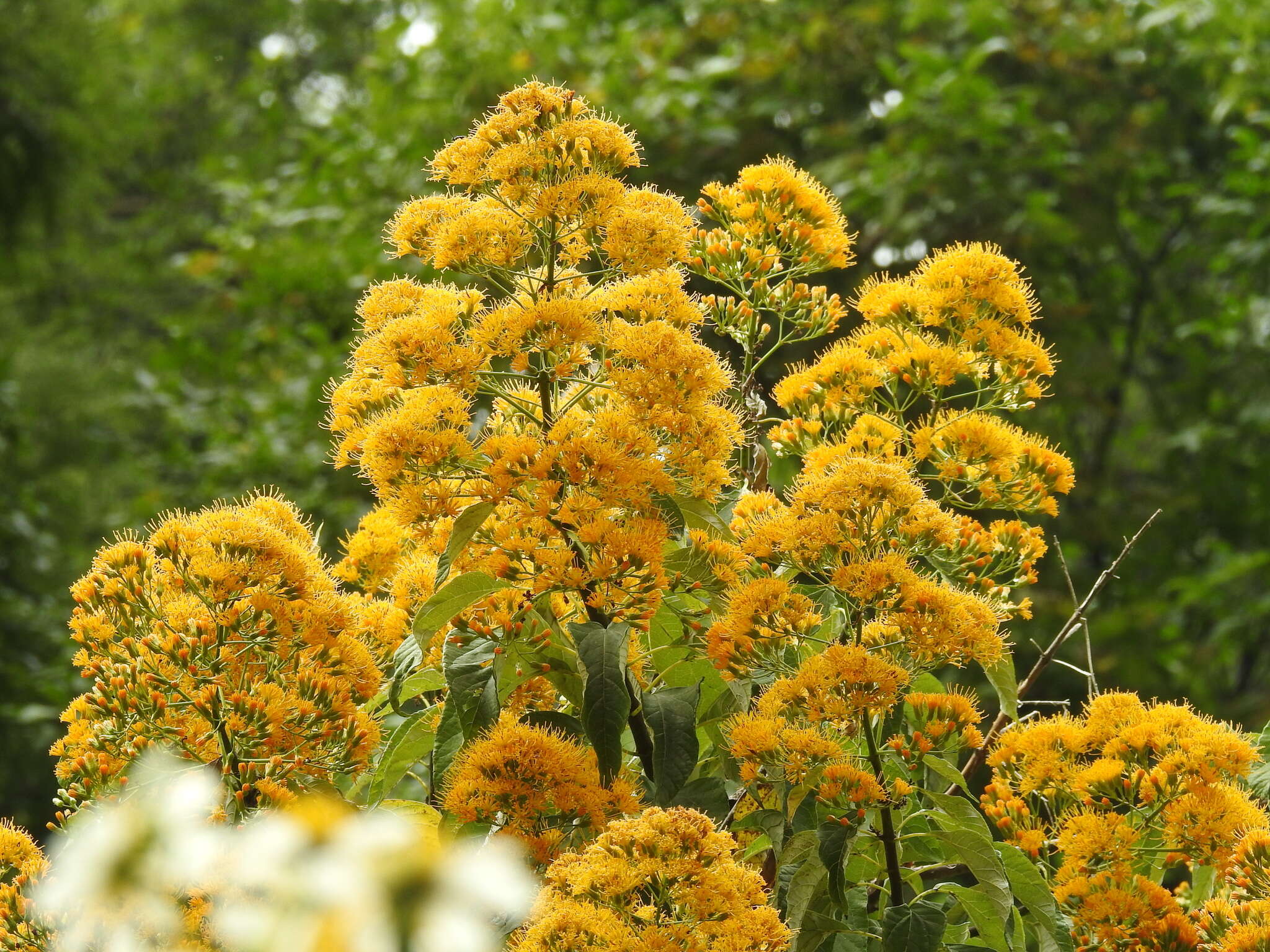 Image of <i>Sinclairia <i>glabra</i></i> var. glabra