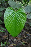 Image of Anthurium caperatum Croat & R. A. Baker