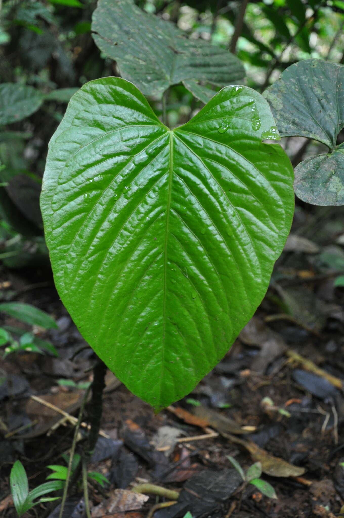 Anthurium caperatum Croat & R. A. Baker resmi