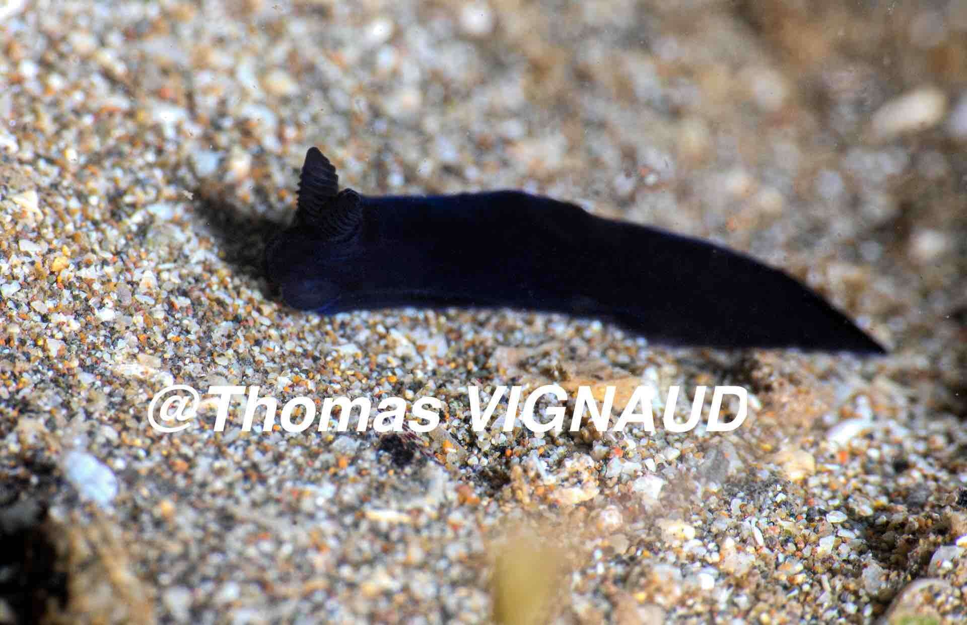 Imagem de Gymnodoris nigricolor Baba 1960