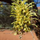 Plancia ëd Hakea divaricata L. A. S. Johnson