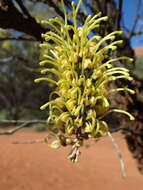 Image of Hakea divaricata L. A. S. Johnson