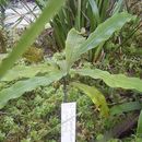 Image of <i>Triphyophyllum peltatum</i> (Hutch. & Dalz.) Airy Shaw
