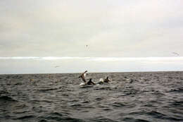 Image of White-beaked Dolphin