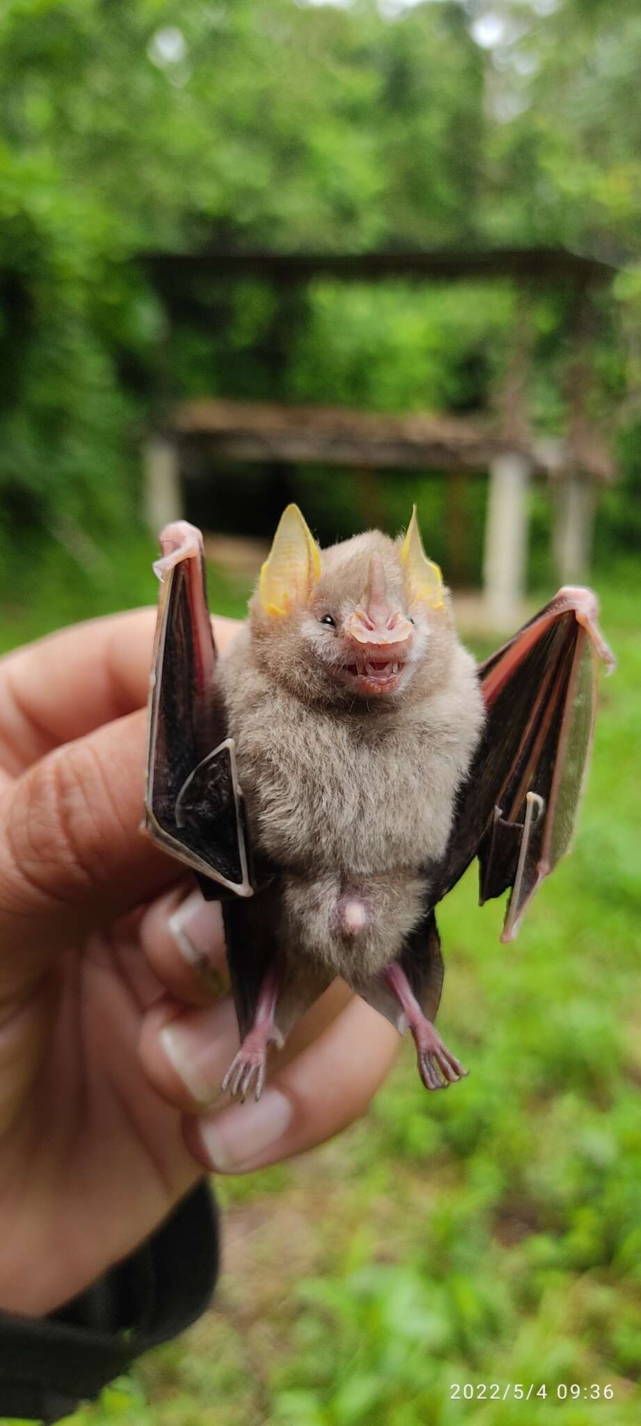 Image of MacConnell's Bat.