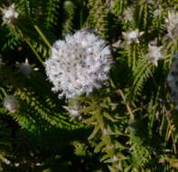 صورة Kogelbergia verticillata (Eckl. & Zeyh.) J. P Rourke