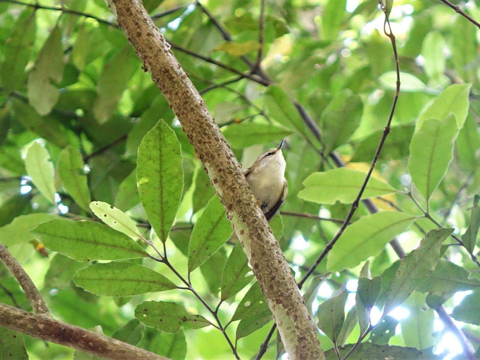 Acanthisitta chloris granti Mathews & Iredale 1913 resmi