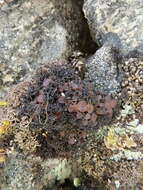 Image of Woollybear lichens