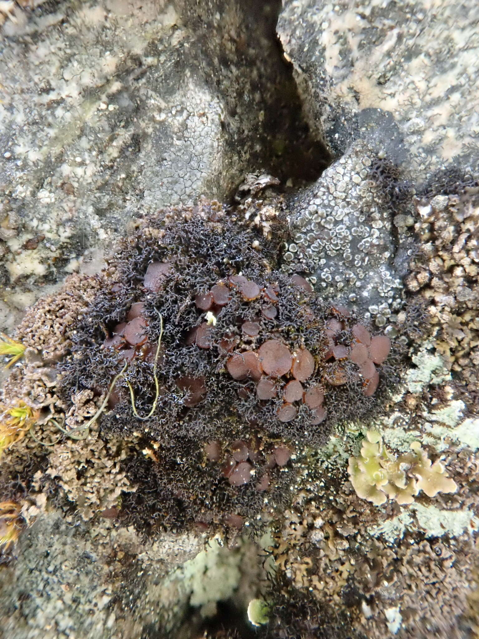 Image of Woollybear lichens