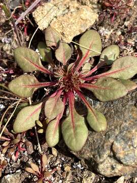 Image of Chorizanthe aphanantha