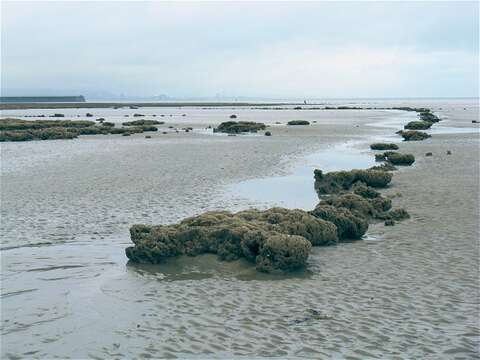 Image of honeycomb worm