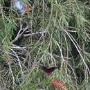 Image of Papilio erostratus Westwood 1847