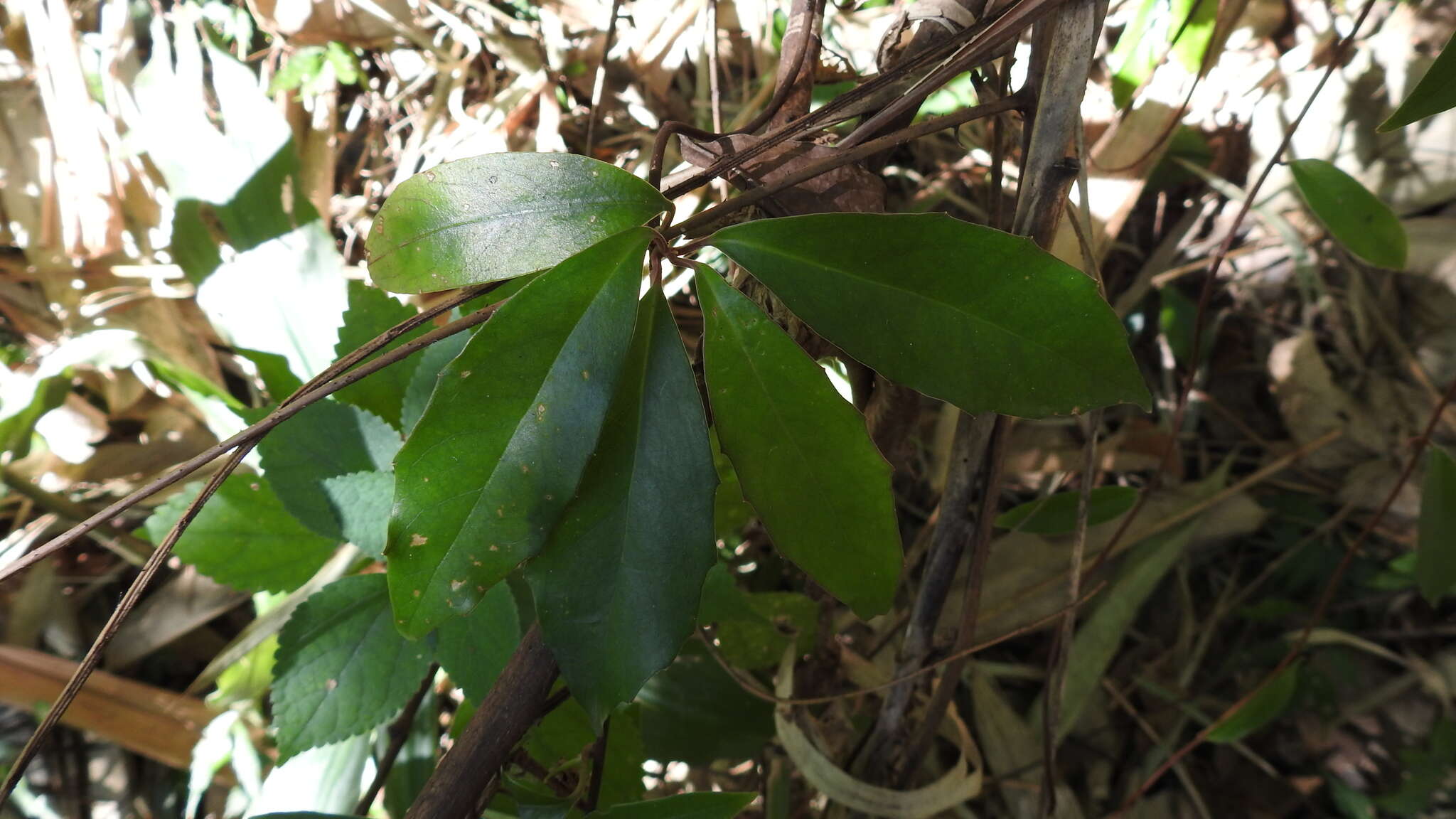 Image de Kadsura japonica (L. fil.) Dun.