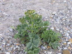 Image of sea kale