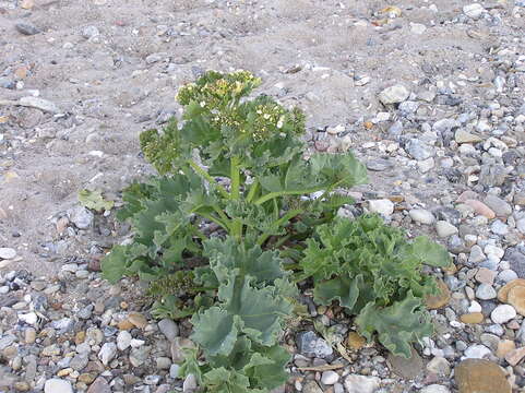 Image of sea kale