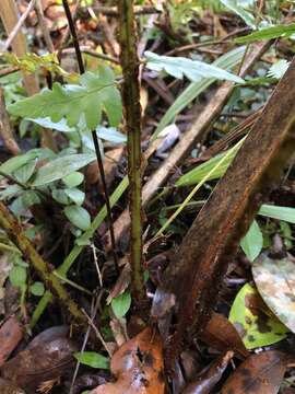 Image de Dryopteris ludoviciana (Kunze) Small