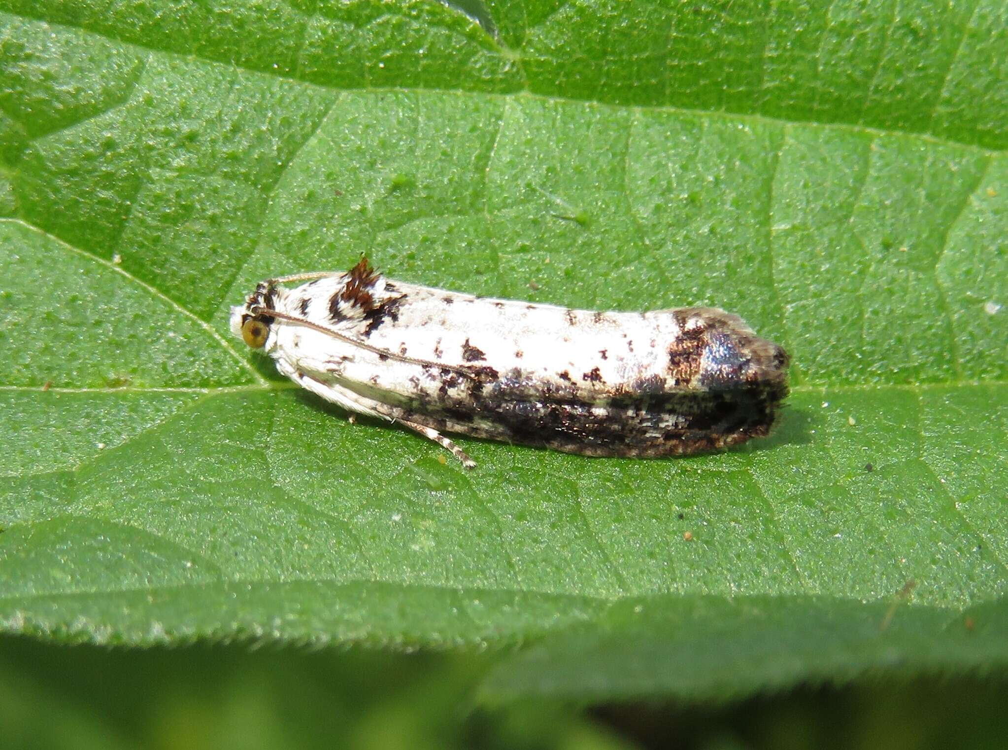 Image of Hedya salicella Linnaeus 1758