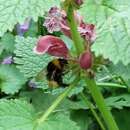 Sivun Bombus haematurus Kriechbaumer 1870 kuva