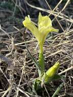 Image of Iris caucasica Hoffm.