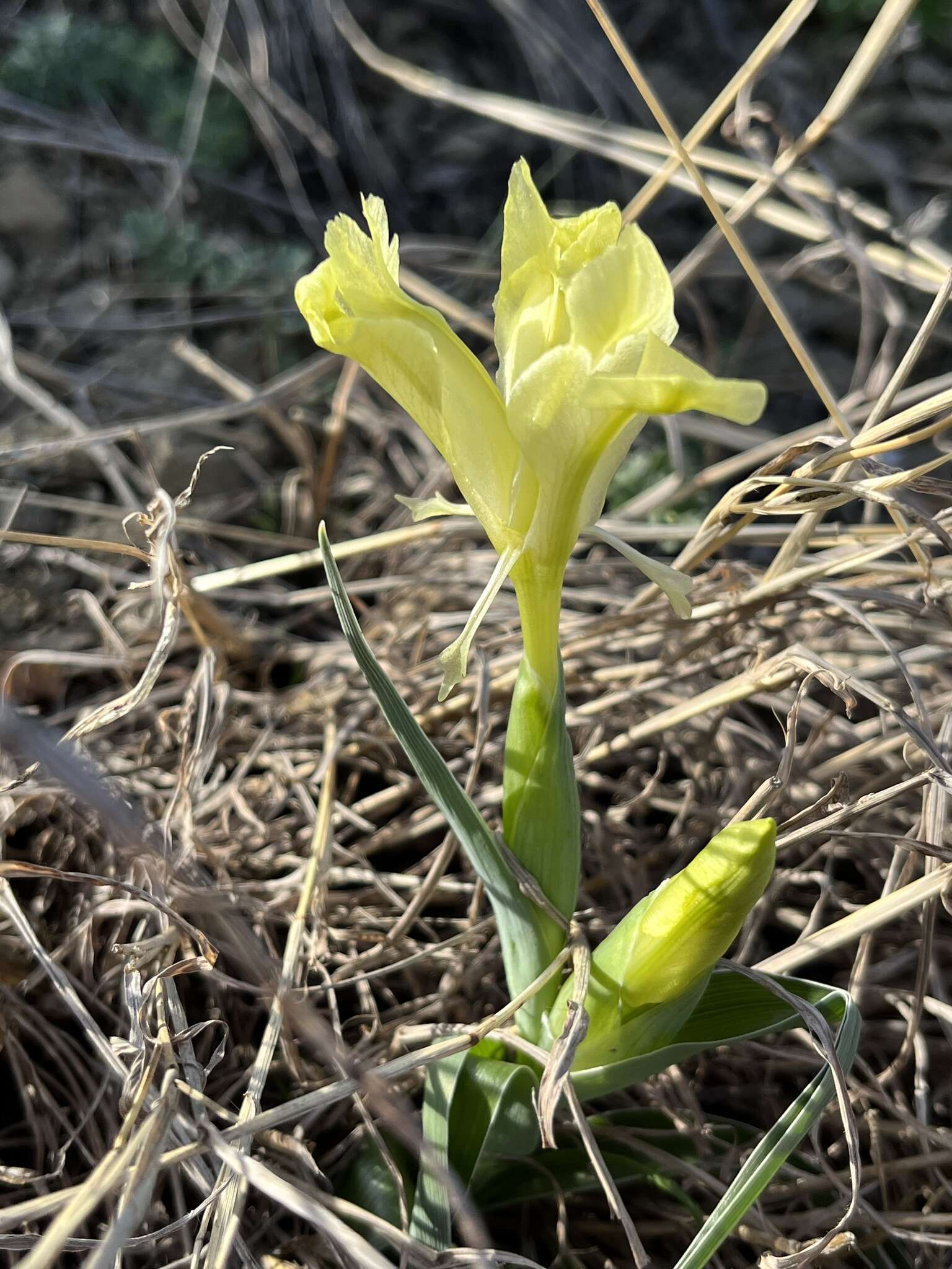 Слика од Iris caucasica Hoffm.