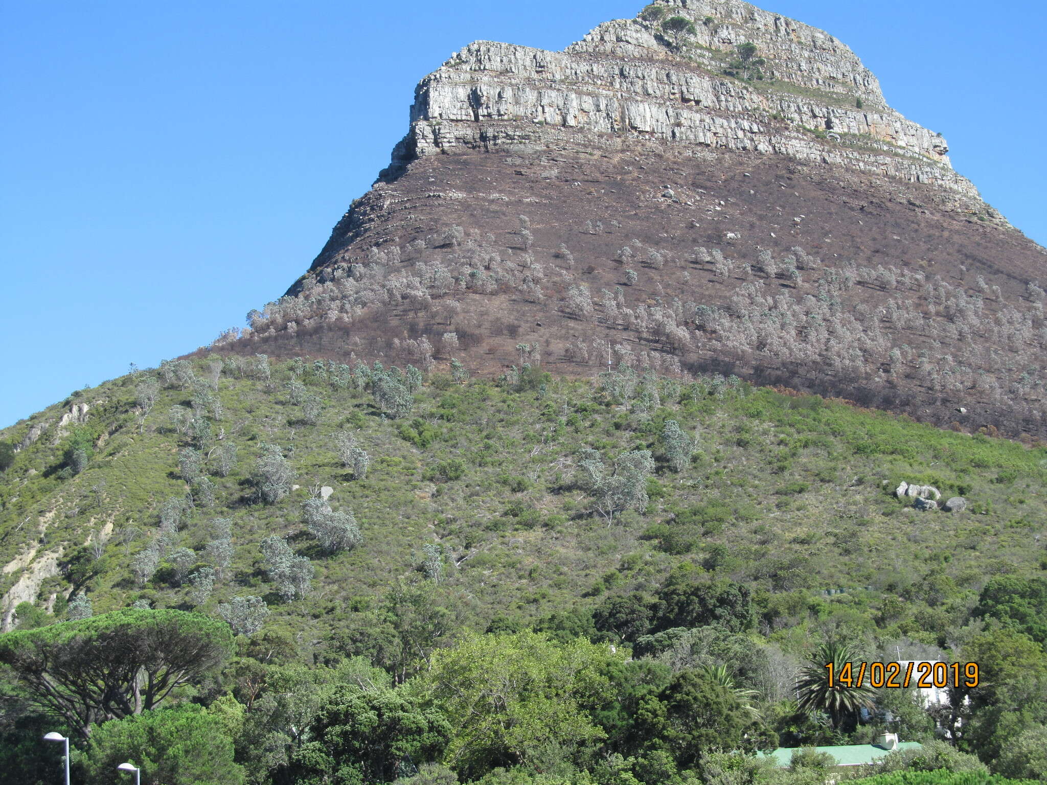 Image de Leucadendron argenteum (L.) R. Br.