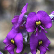 Image of Showy Mirbelia