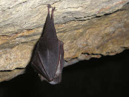 Image of Lesser Horseshoe Bat