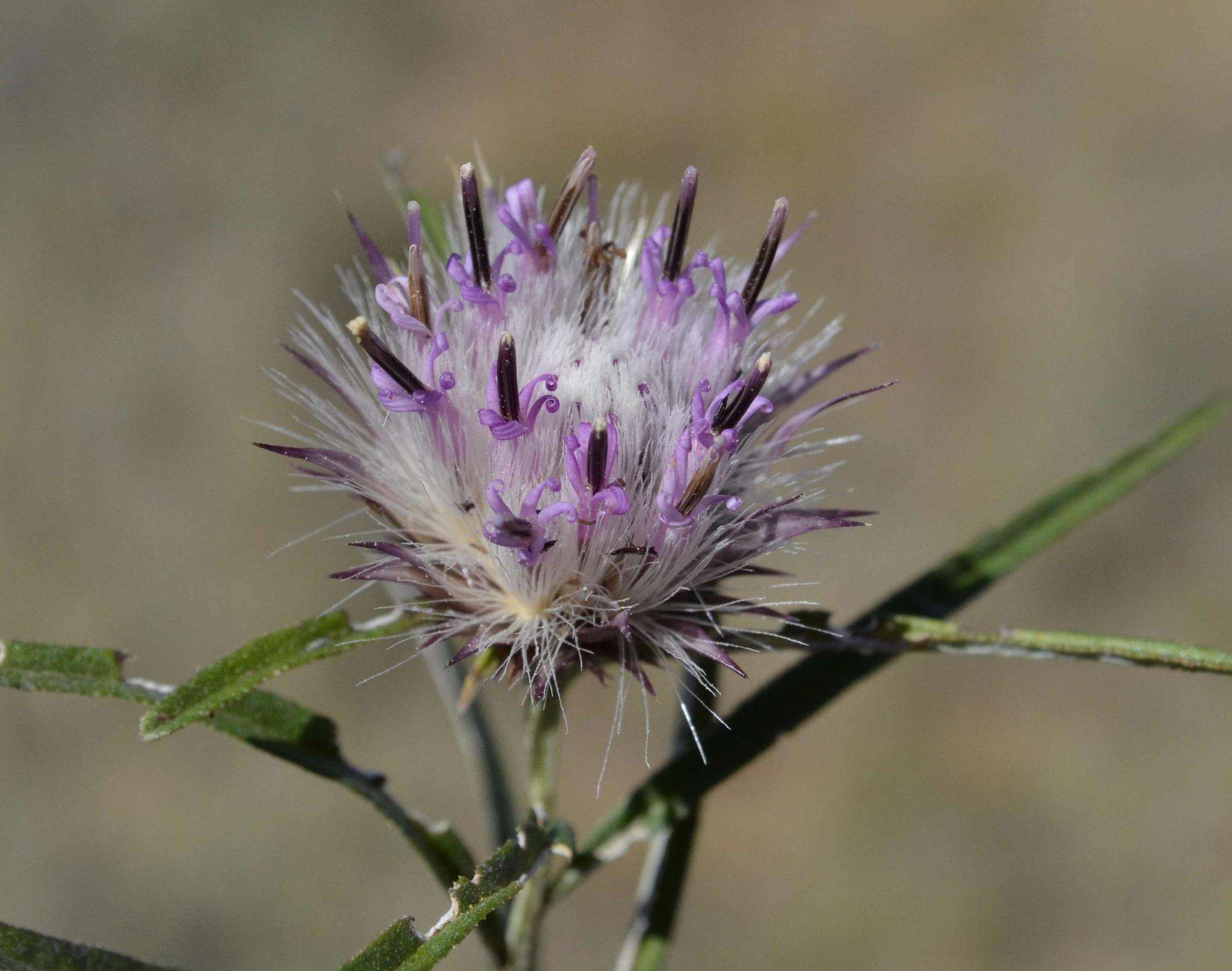 Image of Dicoma anomala subsp. anomala