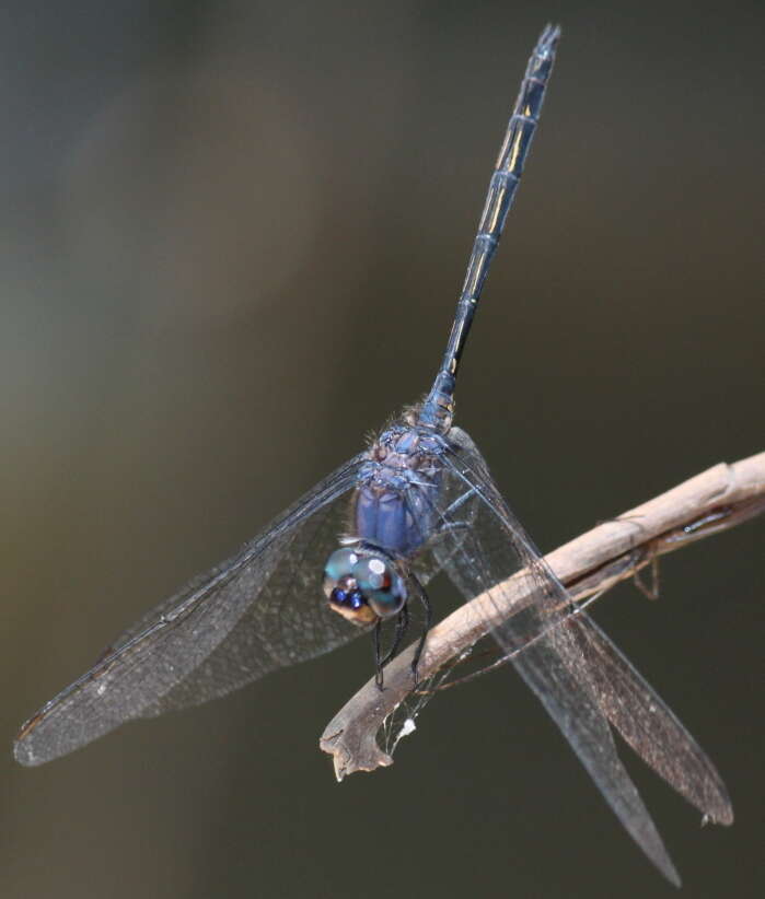 Слика од Trithemis aconita Lieftinck 1969