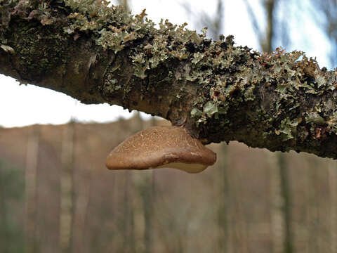 Image of birch polypore