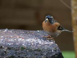 Image of Brambling