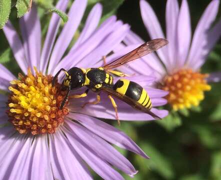 Image of Ancistrocerus gazella (Panzer 1798)