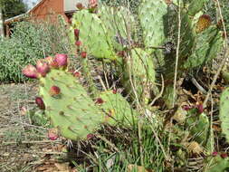 Image of Coastal Prickly-pear