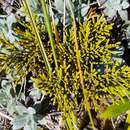 Image of Veronica tetragona subsp. subsimilis (Col.) Garn.-Jones