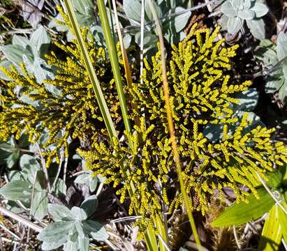 Sivun Veronica tetragona subsp. subsimilis (Col.) Garn.-Jones kuva