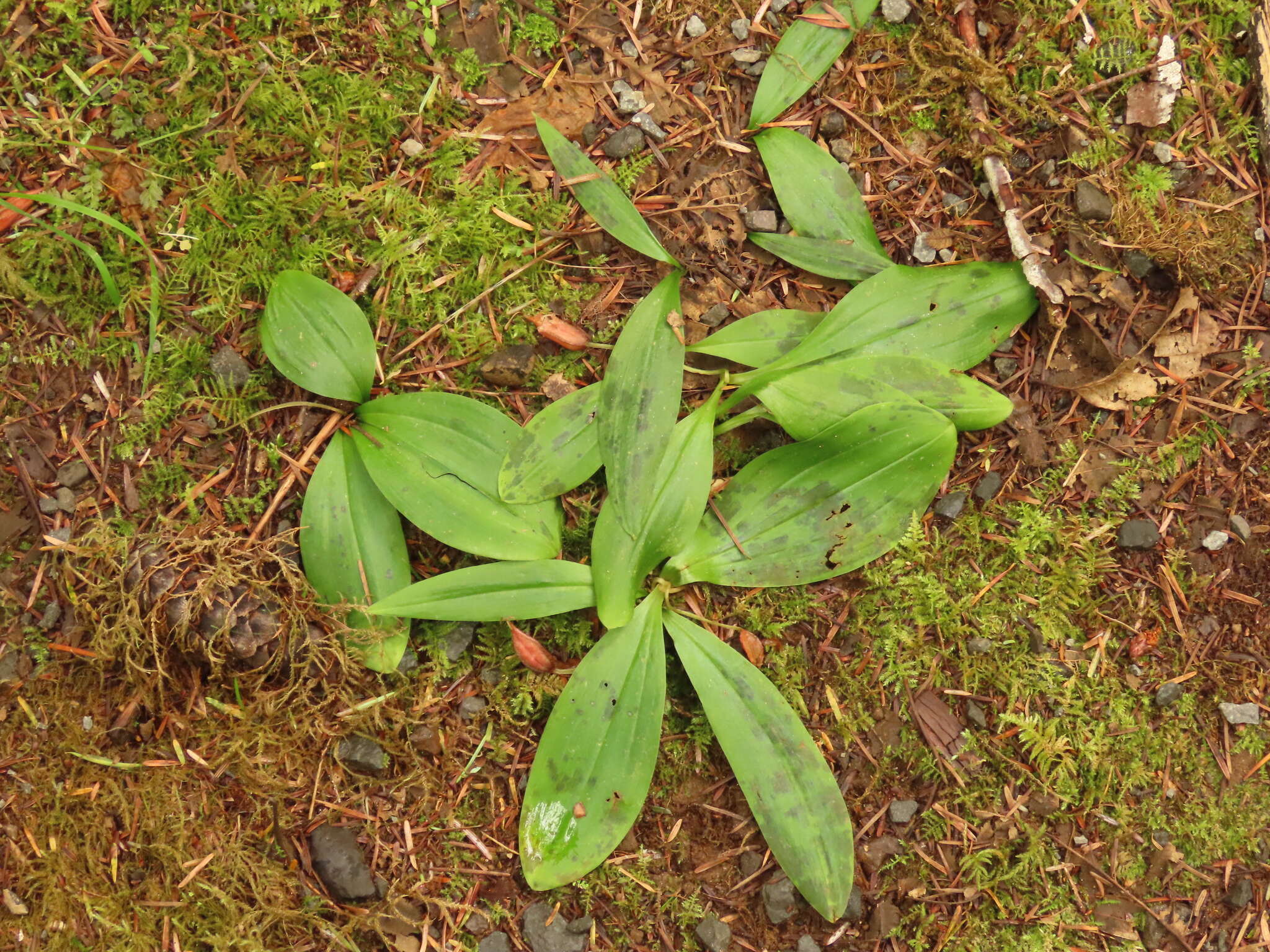 Image of Oregon fetid adderstongue