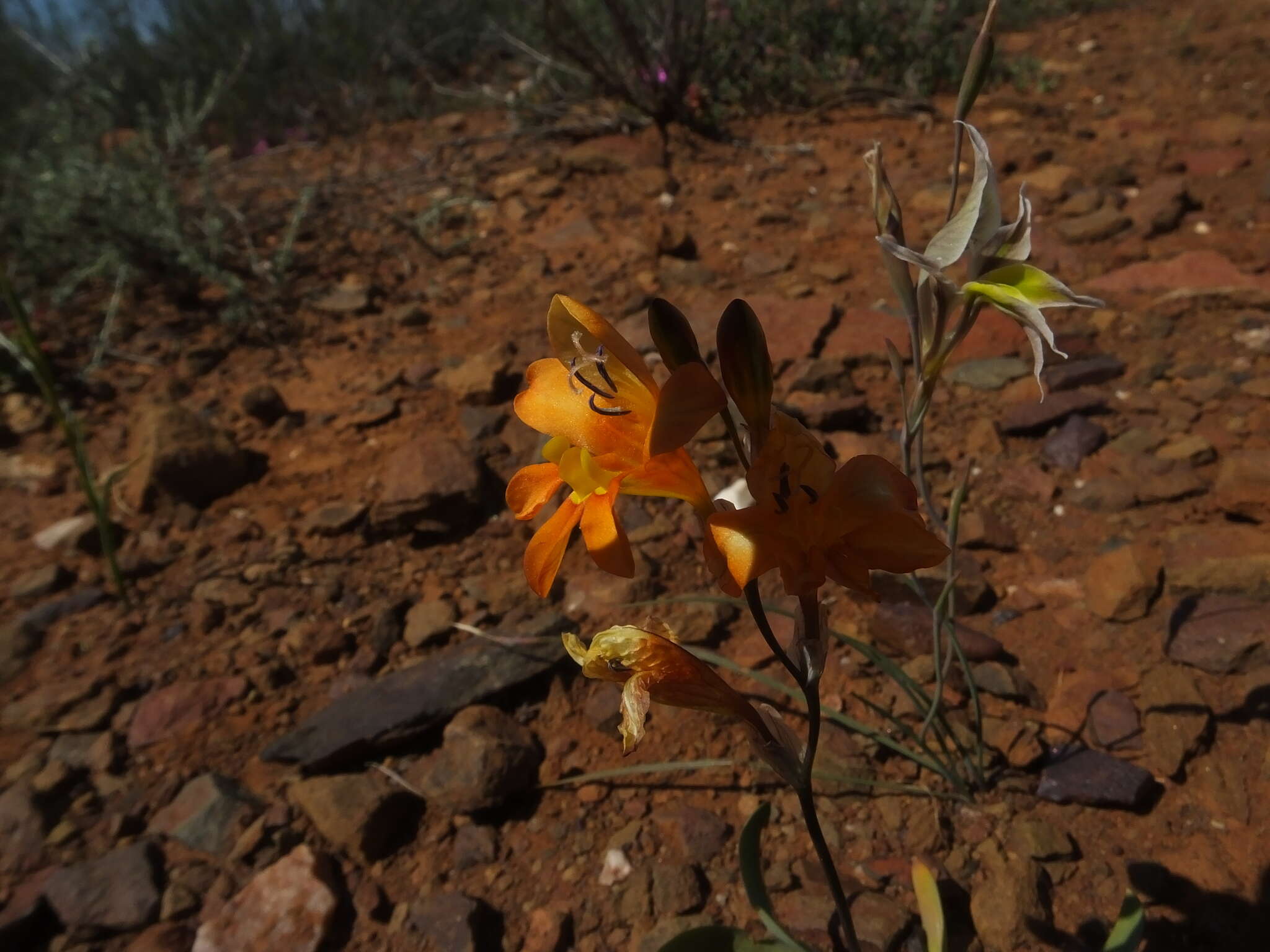 Image of Tritonia securigera (Aiton) Ker Gawl.