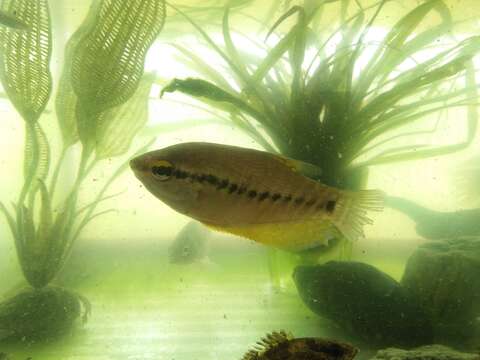 Image of Snakeskin gourami