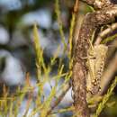 Image of Rusty Bird Grasshopper