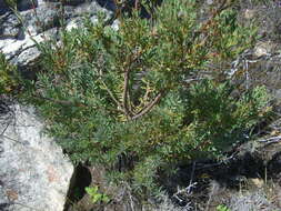 Image of Leucadendron rourkei I. J. M. Williams